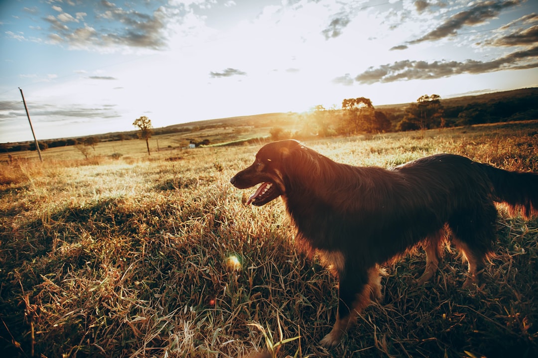 a dog licking a person's hand