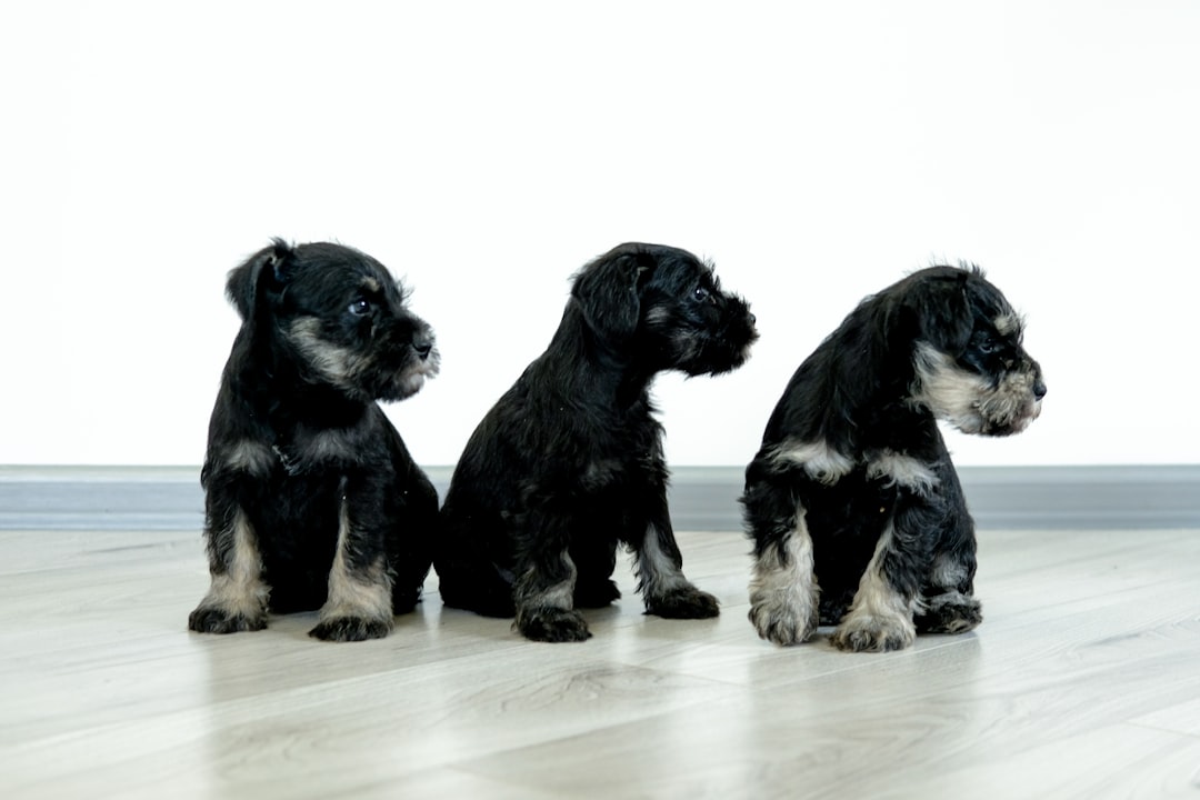 three black and white puppies sitting on a wooden floor