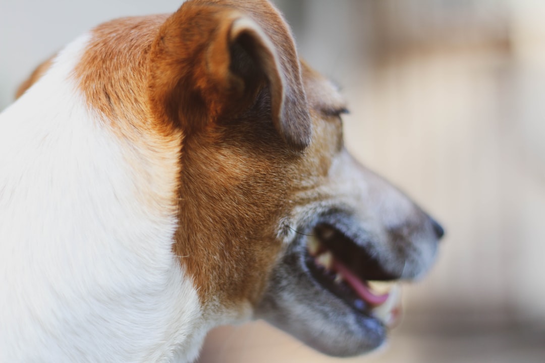 A brown dog laying on top of a lush green field