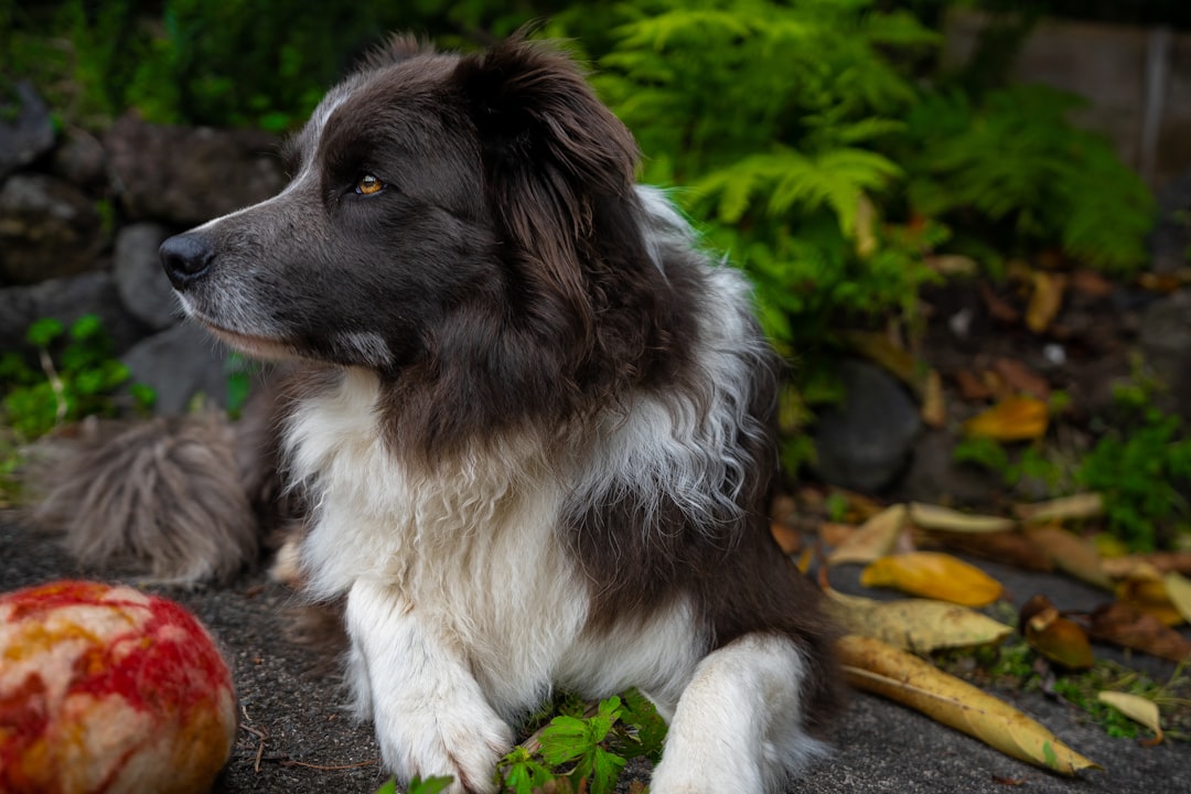 a dog licking a person's hand